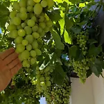 Arode Dionysus * Balchik